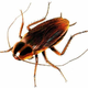Illustration for article titled Cockroaches Have Already Dealt With Global Warming